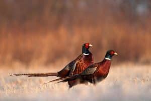 pheasant hunting