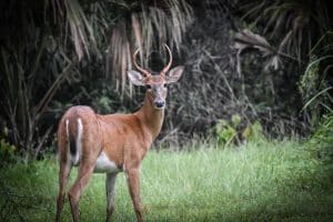 Juvenile Buck Deer In The Florida Woods