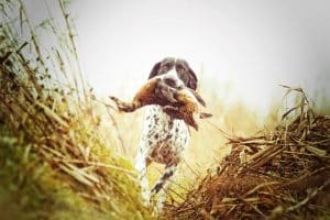 Dog with pheasant in mouth